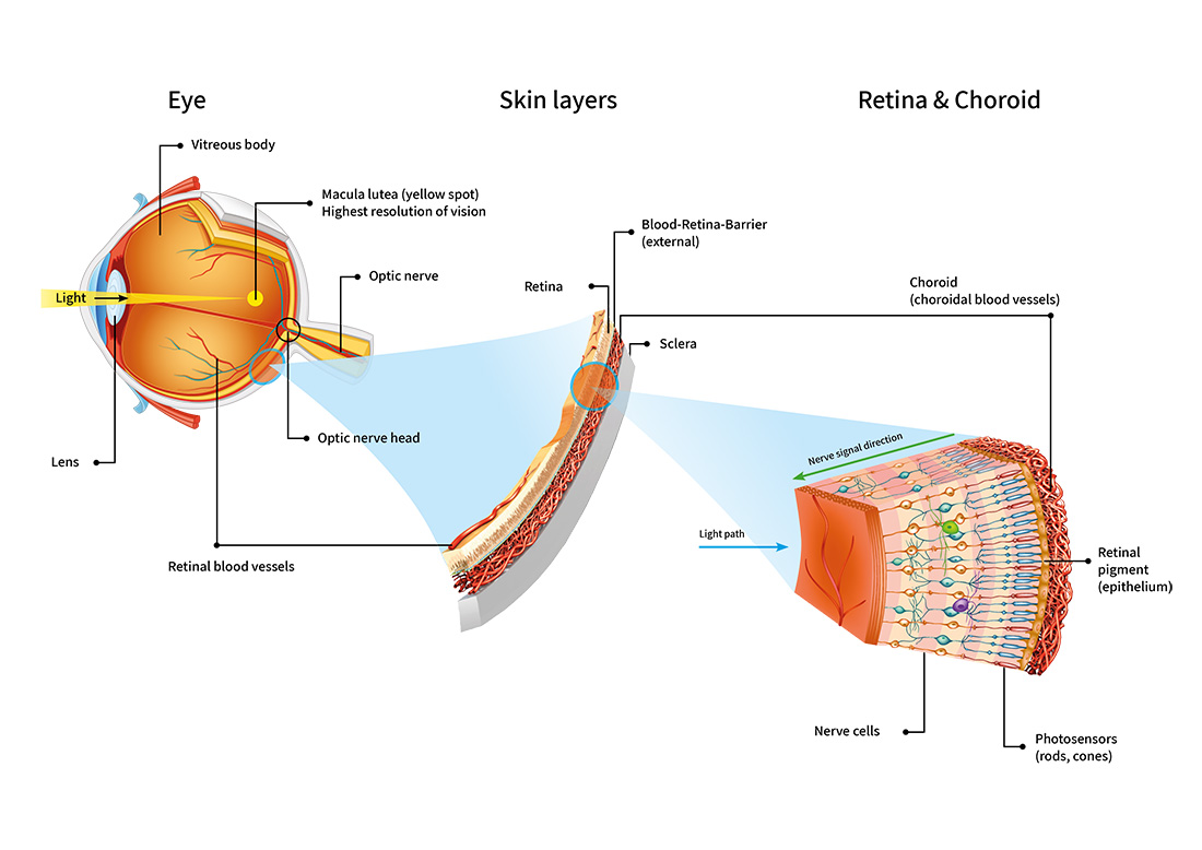 The Human Eye