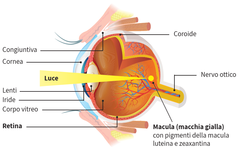 Locchio
